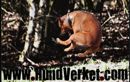 HUNDVERKET I KUNGÄLV logotyp